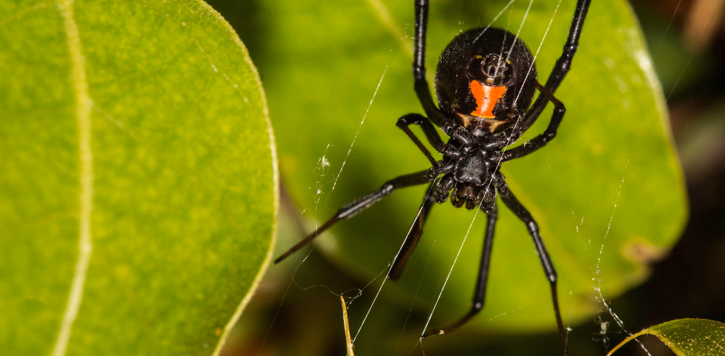 A black widow spider on a green leaf, its red marking visible