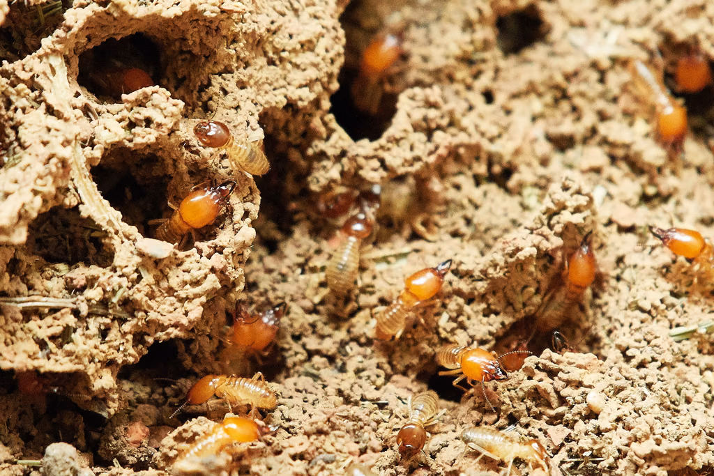 Termites in the tunnels they have eaten through wood