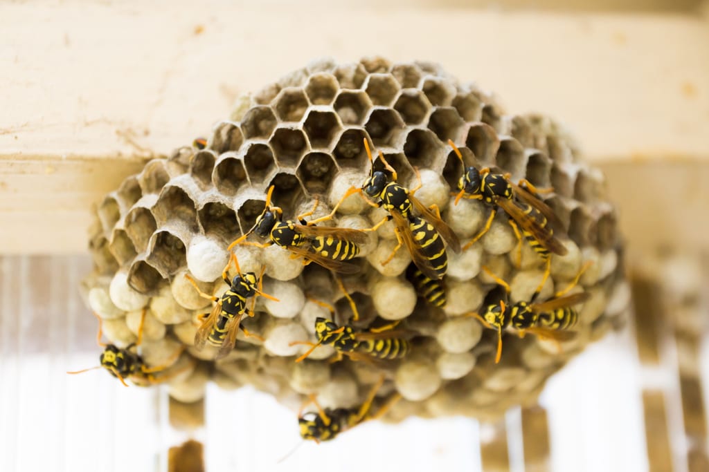 Paper wasps on an open-comb nest built under a wooden eave