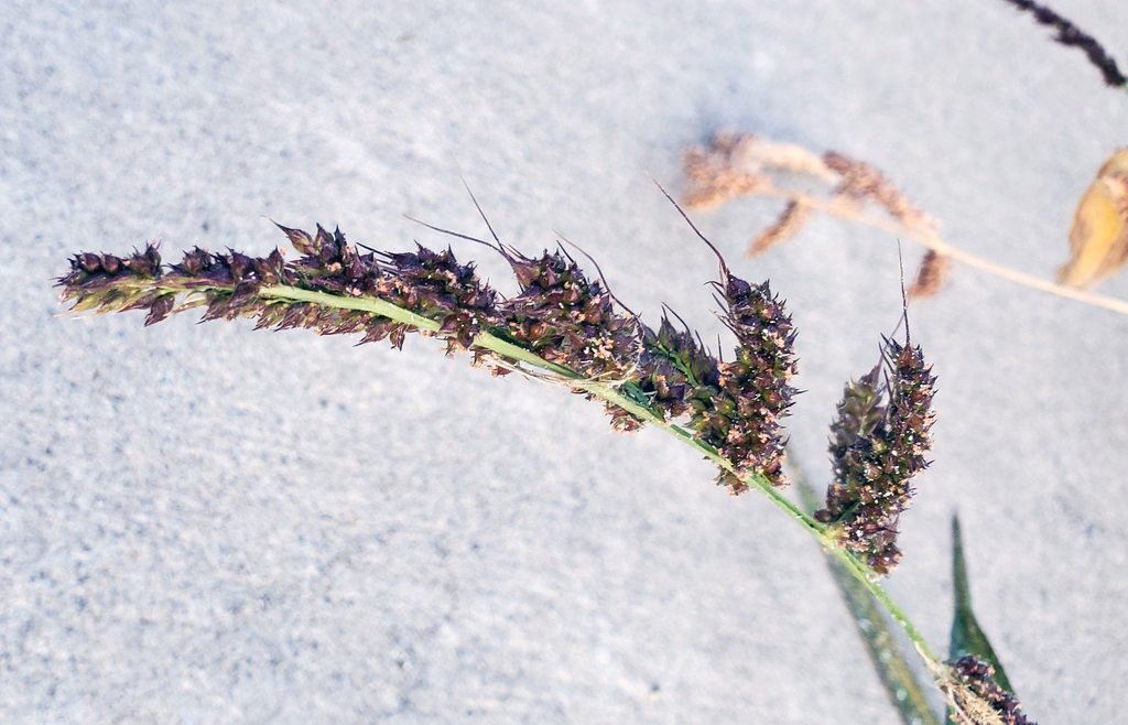 A grassy weed's purple seed head lying across concrete